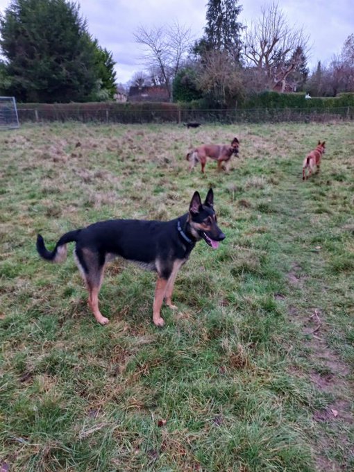 gsrescueelite's tweet image. Bear is 3yrs old and he was born in our care but sadly came back not long after adoption. Bear can live with older kids and other #dogs but he will push boundaries so needs a breed exp home please 
#germanshepherd #Surrey 
gsrelite.co.uk/bear-pearl-pup…
