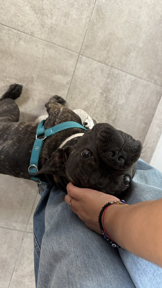 LaffiSofi's tweet photo. #nadiedicenada les presento a Morcilla 🩷 https://t.co/YG1kc89Wwq