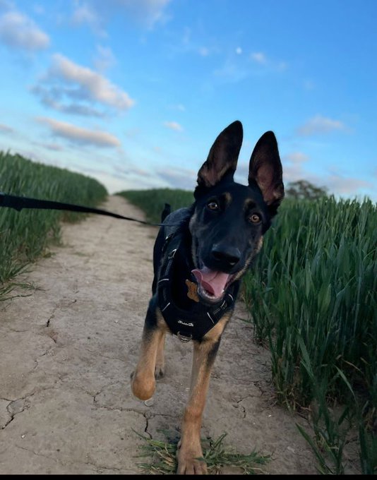 gsrescueelite's tweet image. Bear is 3yrs old and he was born in our care but sadly came back not long after adoption. Bear can live with older kids and other #dogs but he will push boundaries so needs a breed exp home please 
#germanshepherd #Surrey 
gsrelite.co.uk/bear-pearl-pup…