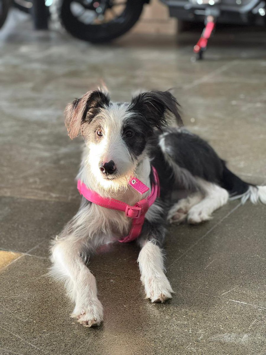 SoofiAlanis's tweet photo. NALA #nadiedicenada https://t.co/9rAoa5xqGB