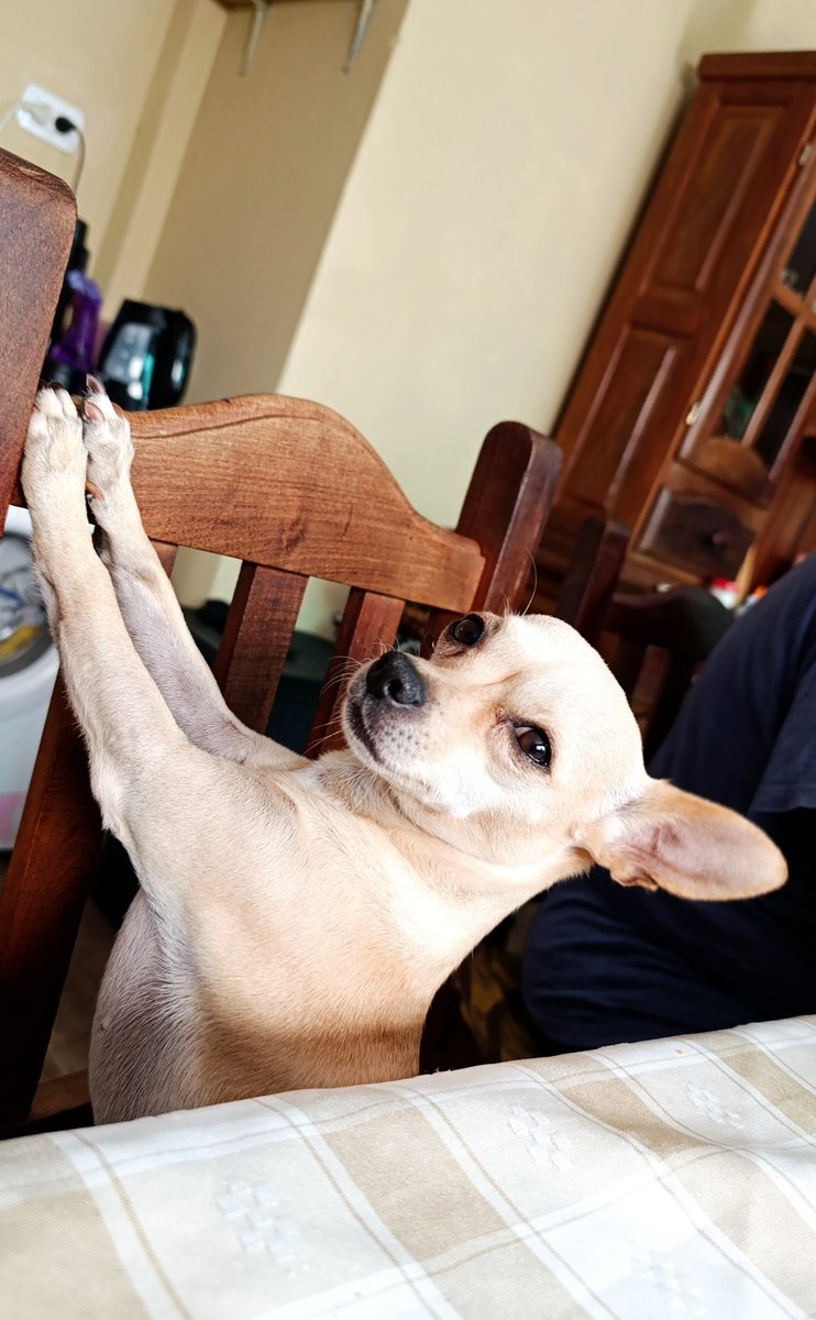 asheeal's tweet photo. Ella es Lupi, se llama así porque mi mamá es pésima eligiendo nombres y tiene 7 años @nadiedicenada_  #ndn #simparicatrio https://t.co/CSj2Jejoig