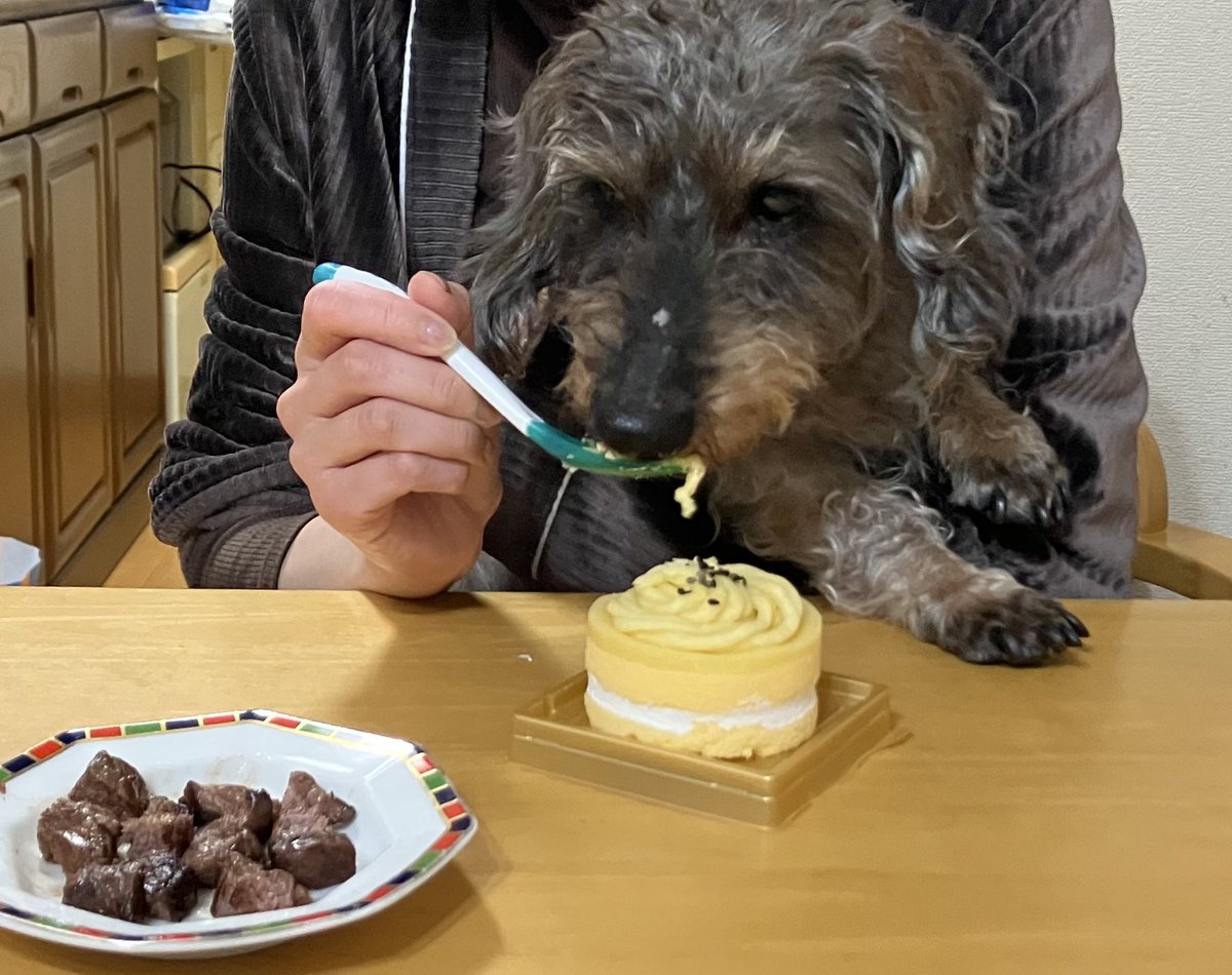 zil_r14's tweet photo. 今日は弟🐶ロキの18歳のお誕生日🎉
シニアとは思えないほどアクティブでアグレッシブな我が弟
ステーキとケーキでお祝いしてご機嫌でした！
これからもよろしくね☺️

#本日の弟U・x・U https://t.co/wXfK97u6cA