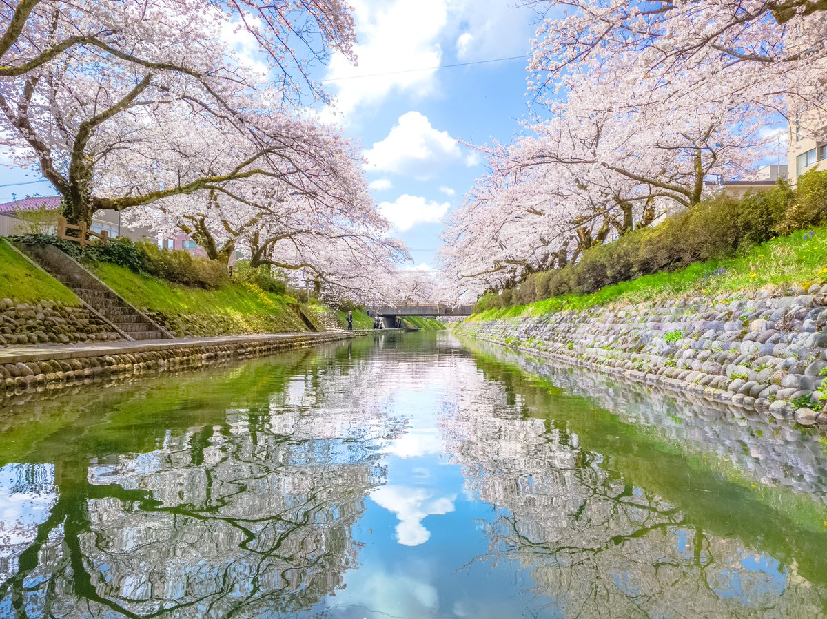 皆さんが撮影した桜の写真を募集📸🌸／ 誰かと見た満開の桜や、ふと足