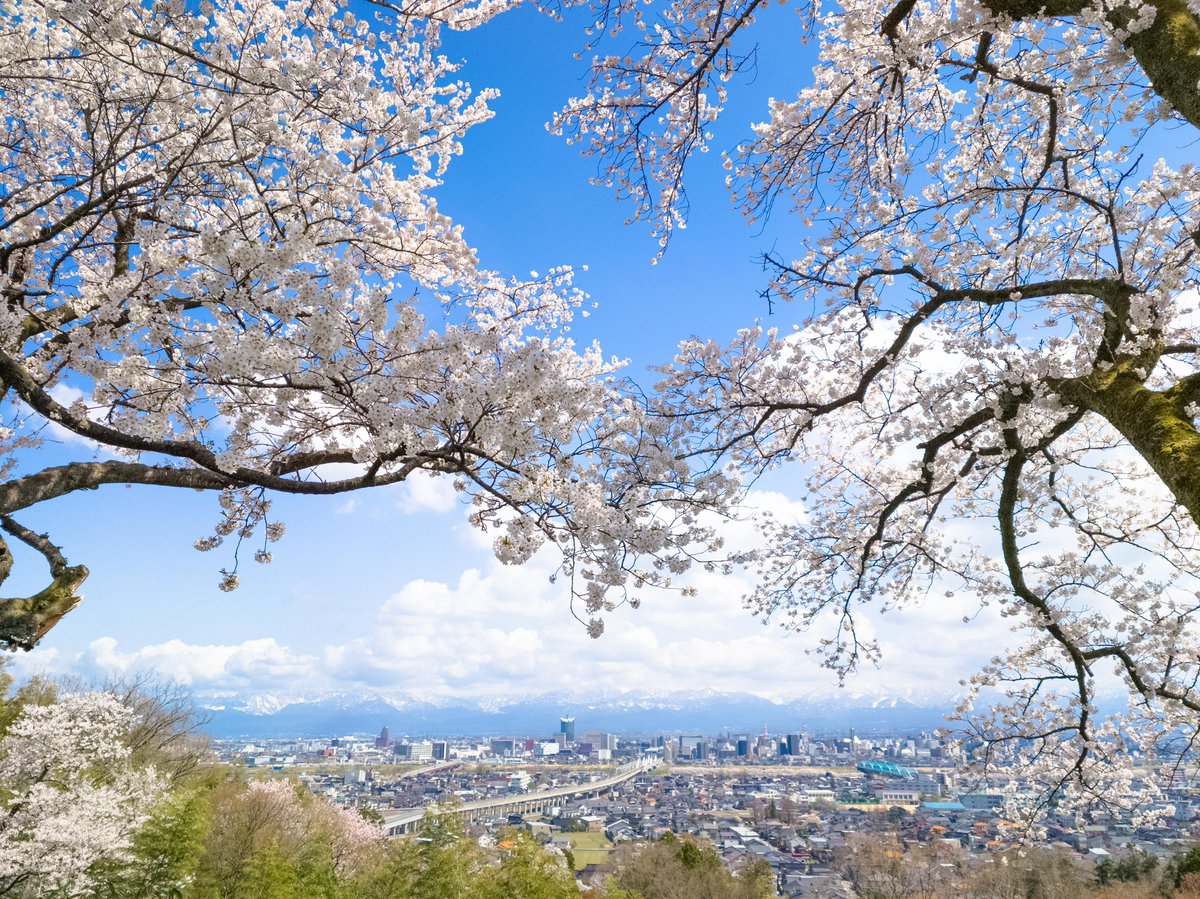 皆さんが撮影した桜の写真を募集📸🌸／ 誰かと見た満開の桜や、ふと足