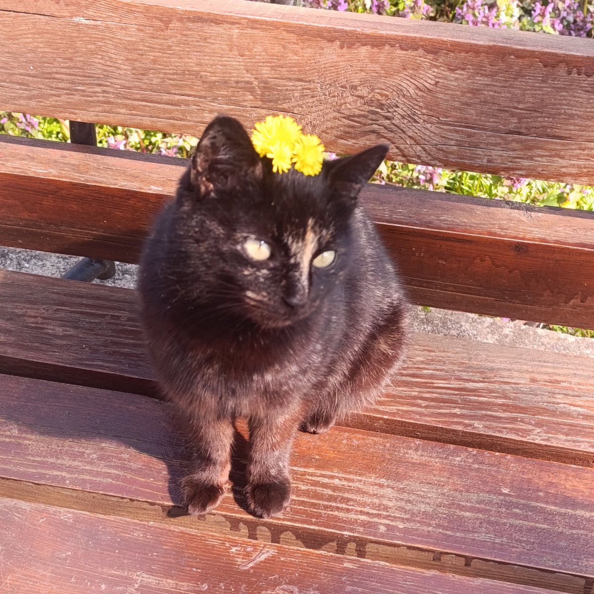 𝒀𝒖𝒍𝒊𝒂🌾 tweet media