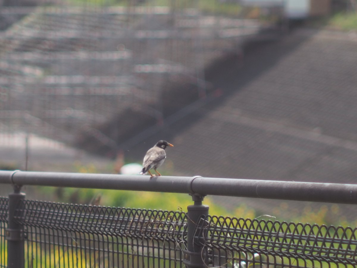 ダーク tweet media