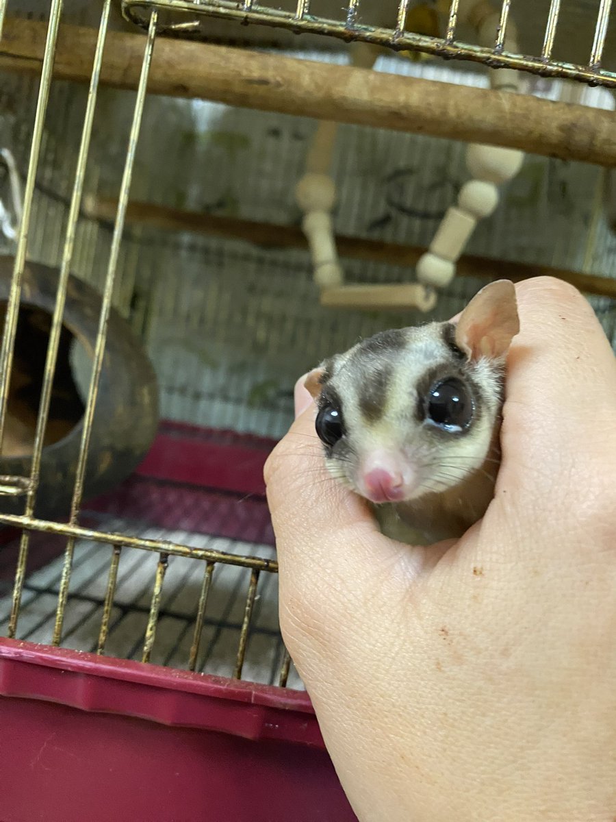 もっつーちーころりん tweet media