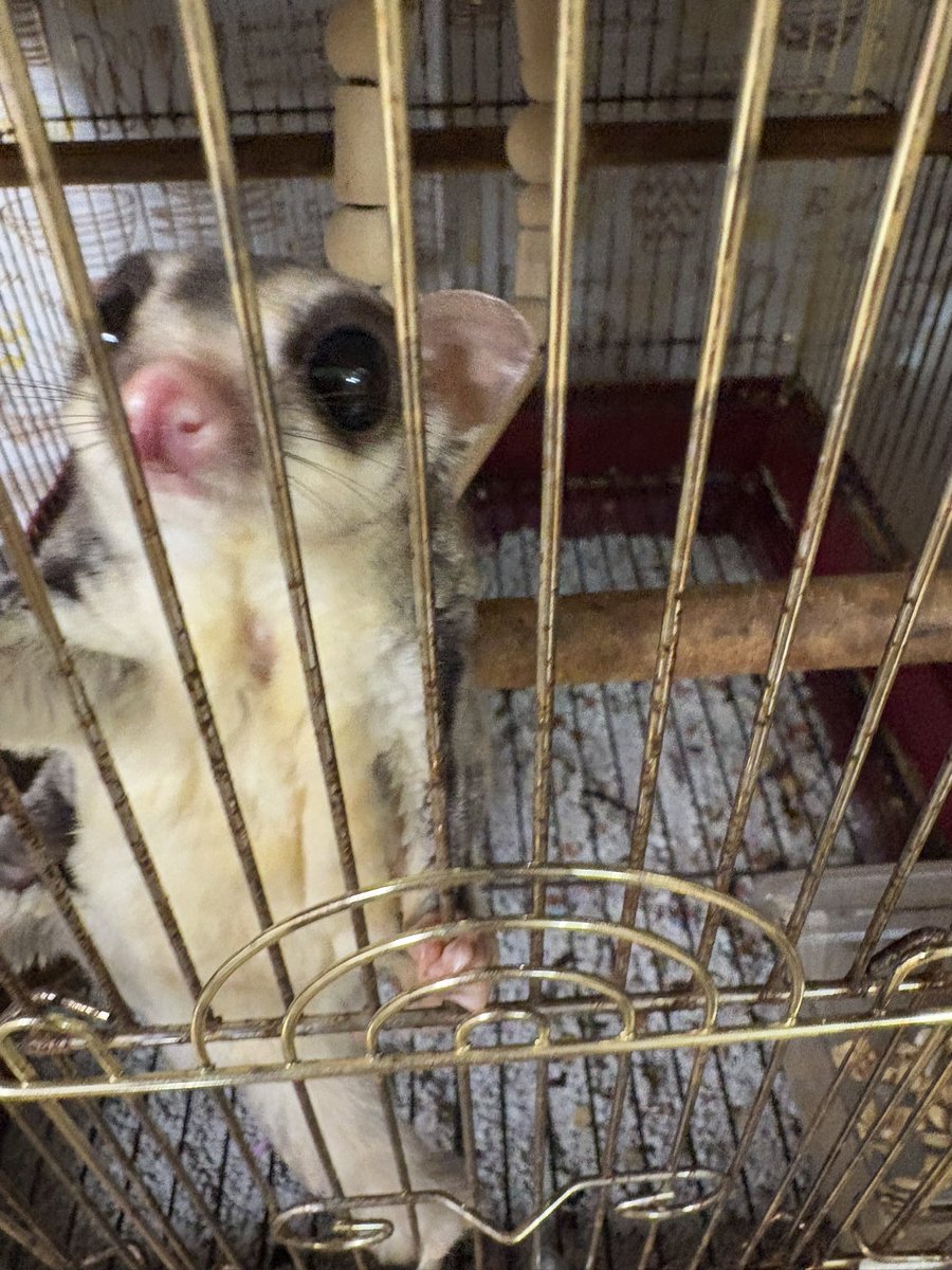 もっつーちーころりん tweet media