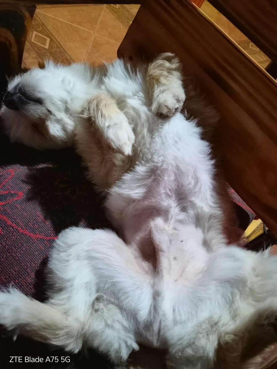 loopez_sole's tweet photo. La siesta de el  🤩
#nadiedicenada https://t.co/R6y4B4TsEZ