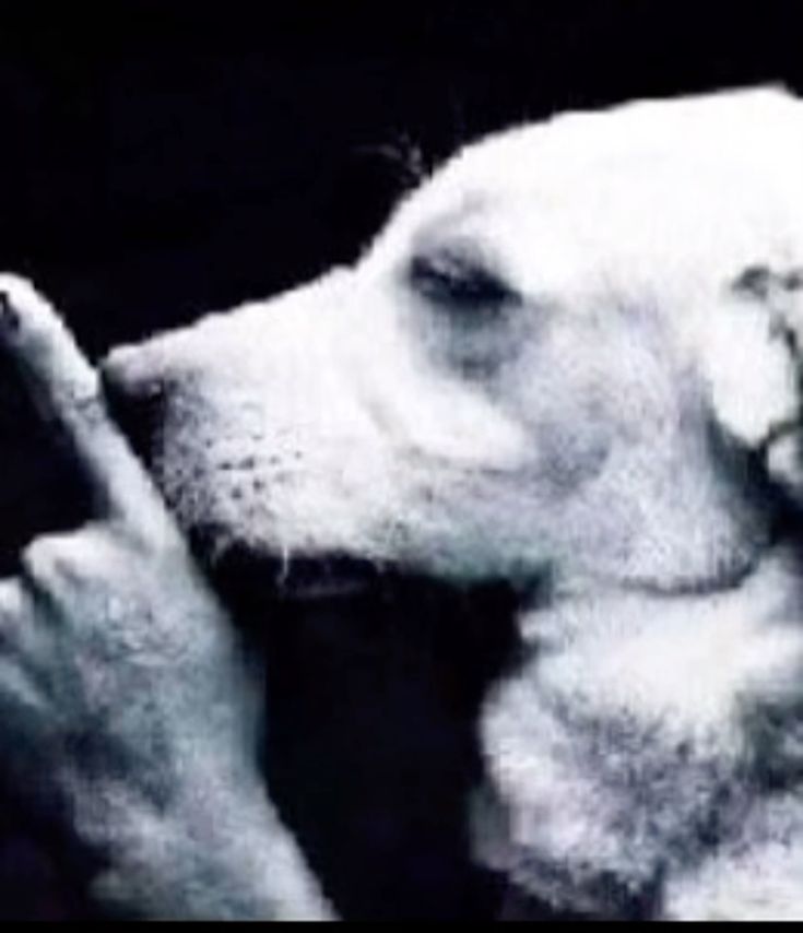 woof "pronouns" woofington tweet media