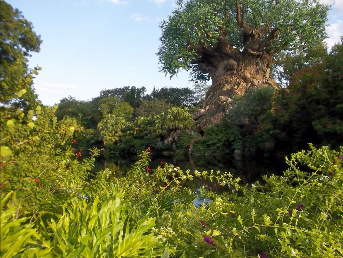 Safari Mike tweet media