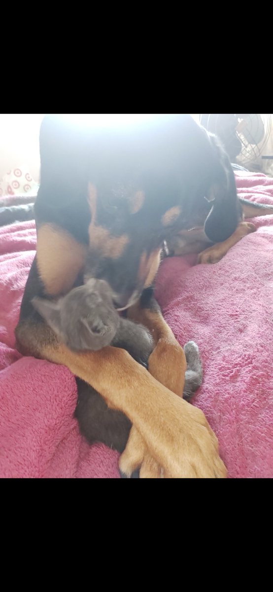 caromoretti's tweet photo. Primera foto de rocco cn cala #nadiedicenada https://t.co/SssU3EAAXY
