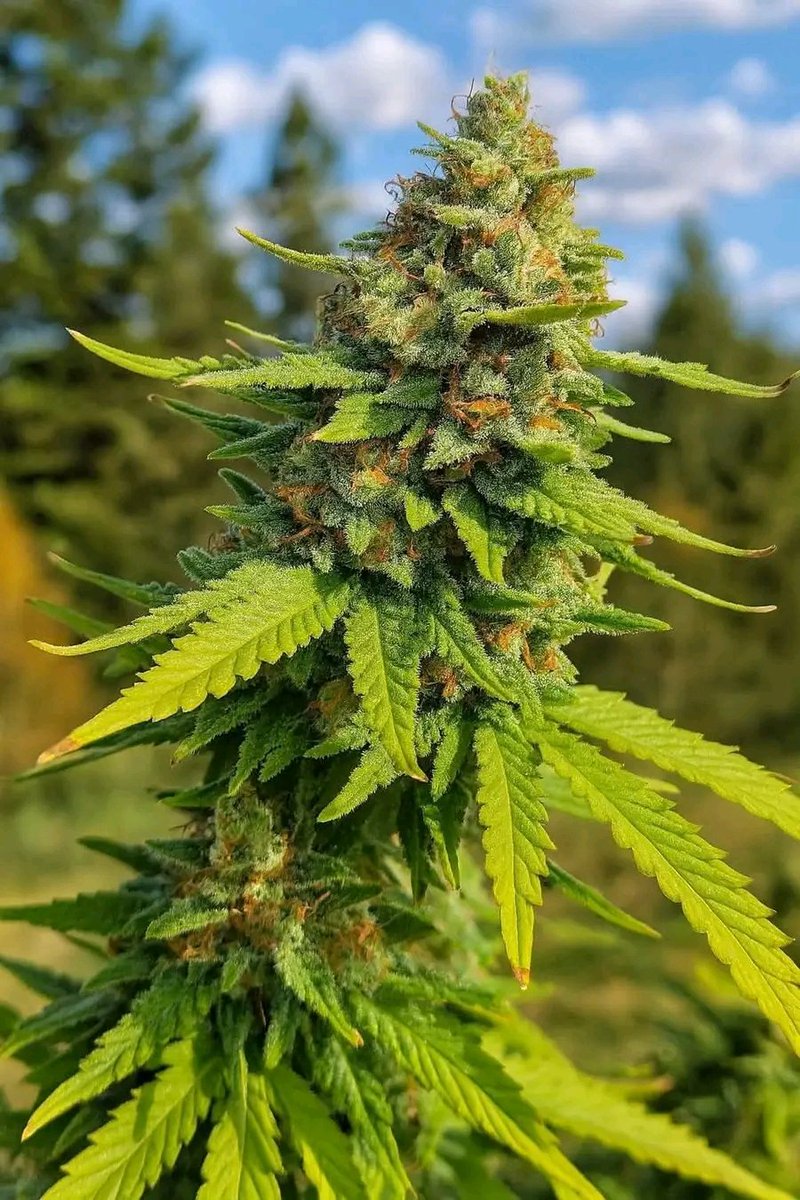 MAUIEXOTICS tweet media