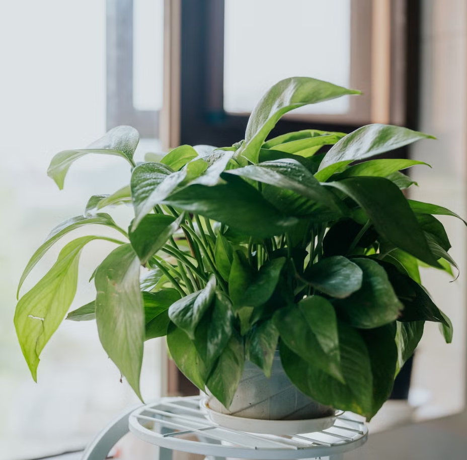 monkeymize tweet media