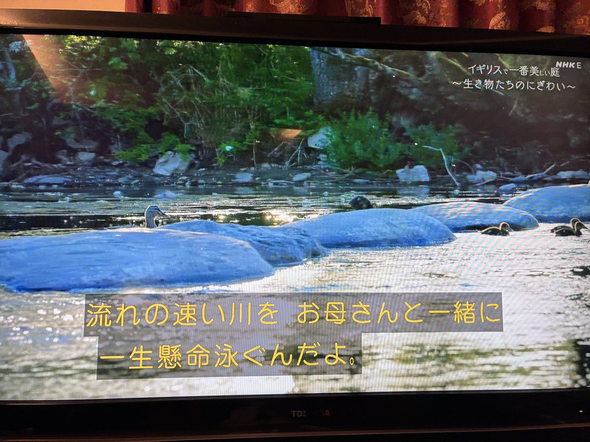 Hydaticusgengo's tweet photo. イギリスのよい飛沫帯がテレビで見れる時代。。こういうところにEnicocerusとかがいるんだろうか。なんならほぼセスジのpunctatus種群も見れるんだろうか。 https://t.co/OAQ3vnaxSO