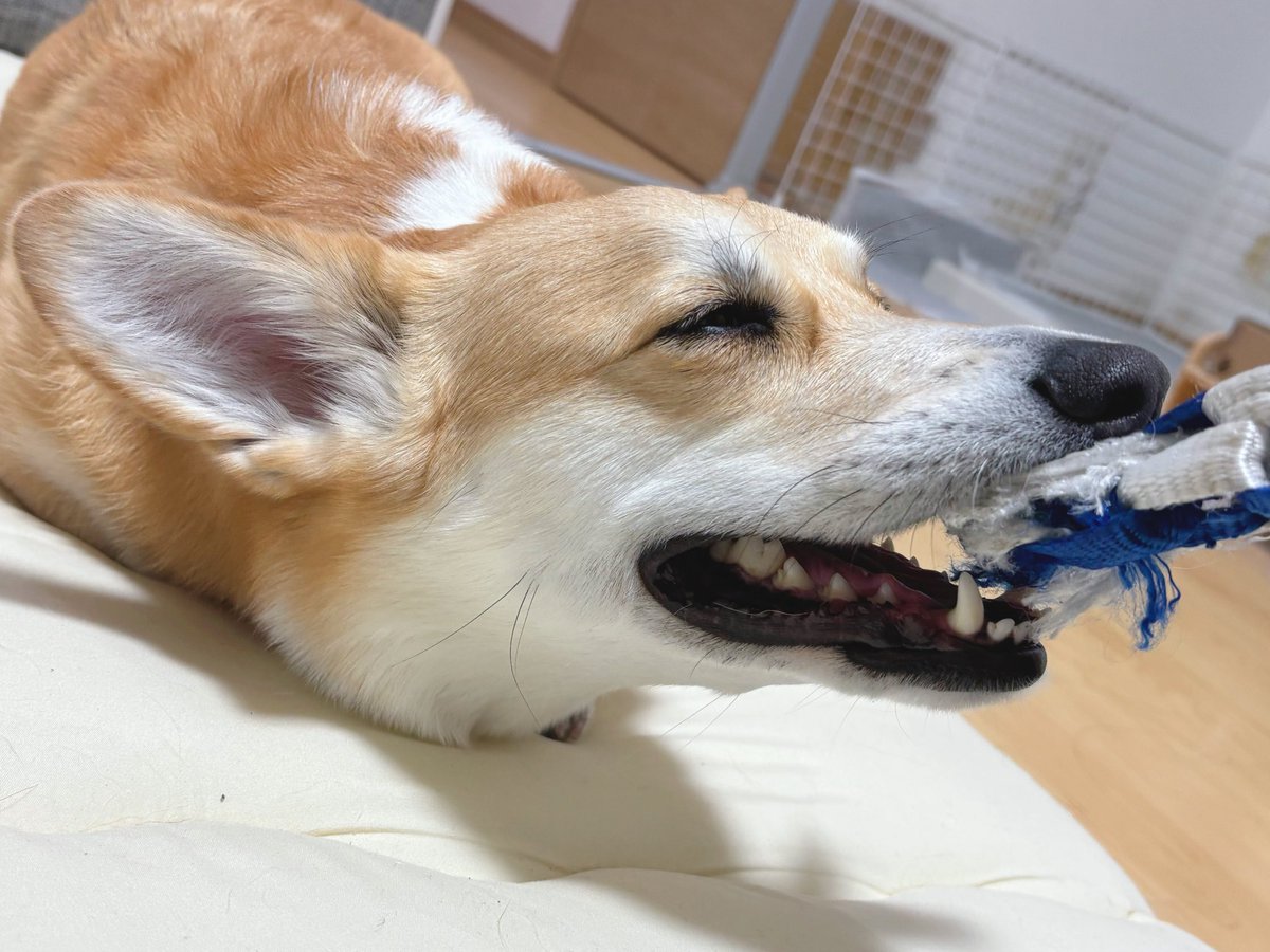 はんぺん tweet media