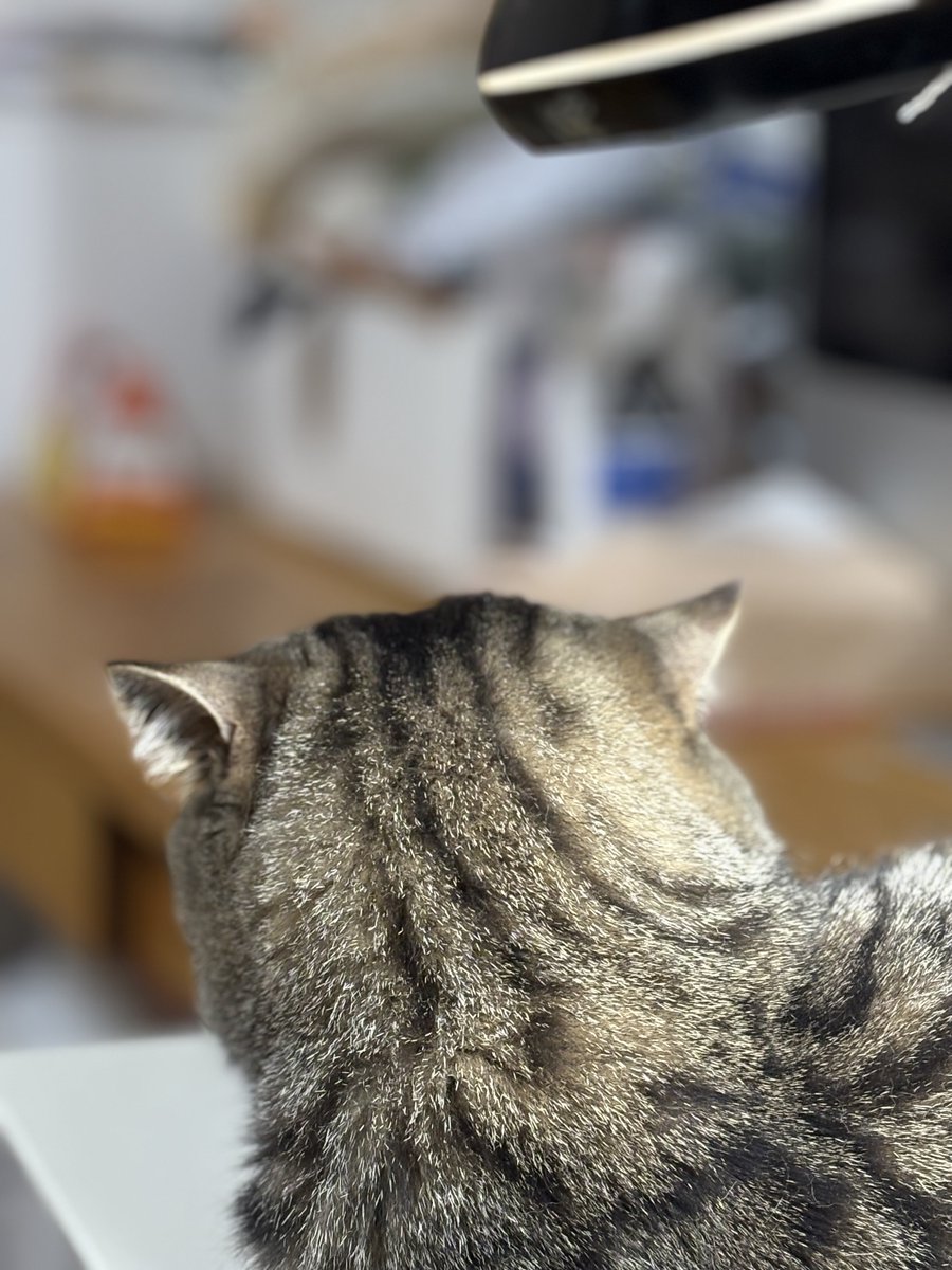 中川いさみ　3/19「コロコロ毛玉日記」2巻発売！ tweet media