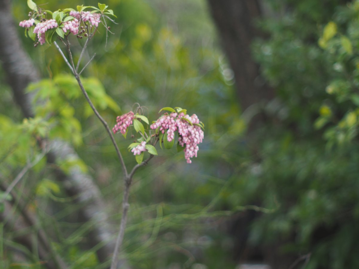 ダーク tweet media