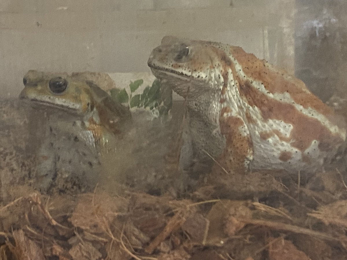 土斑猫 tweet media