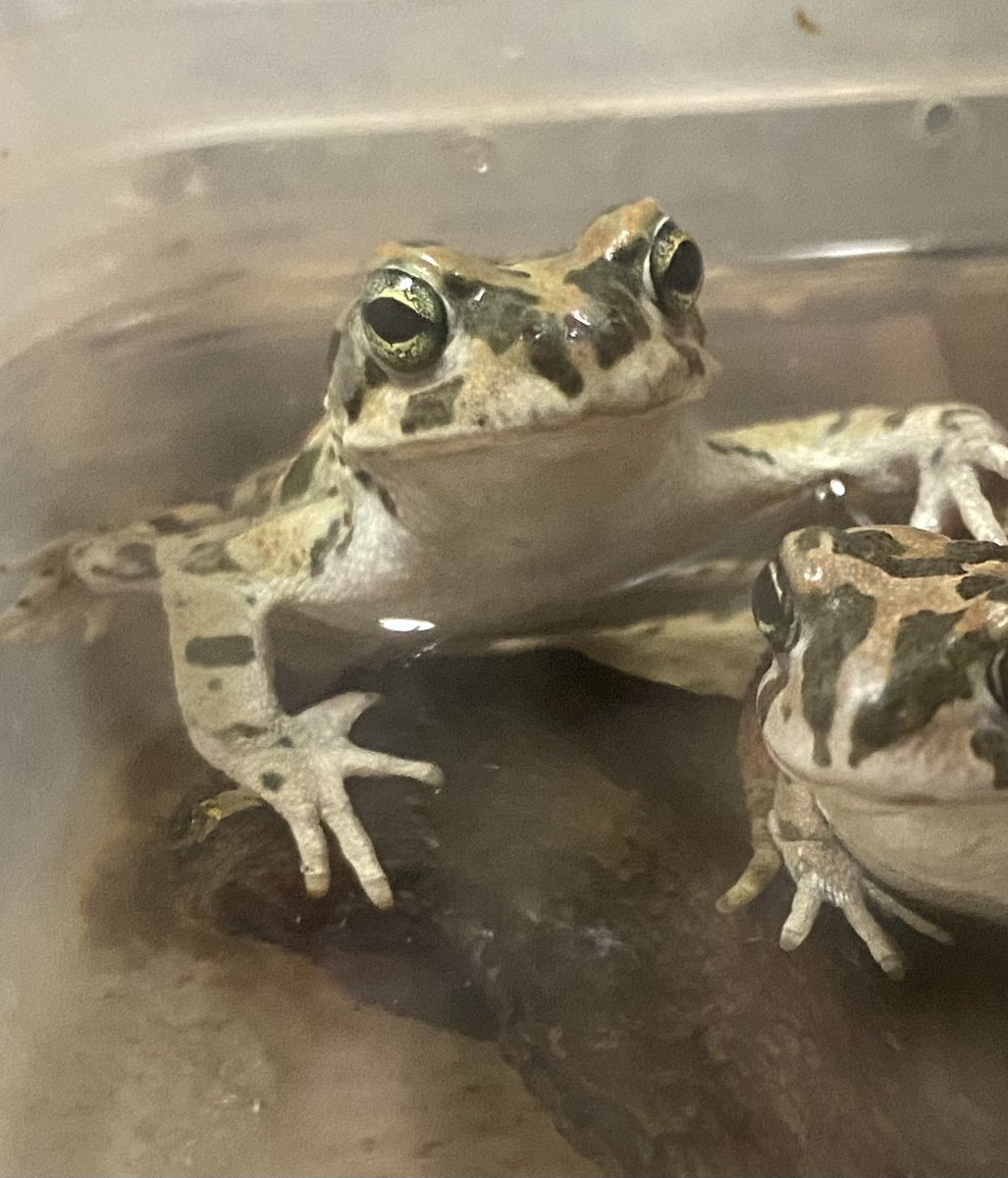 土斑猫 tweet media