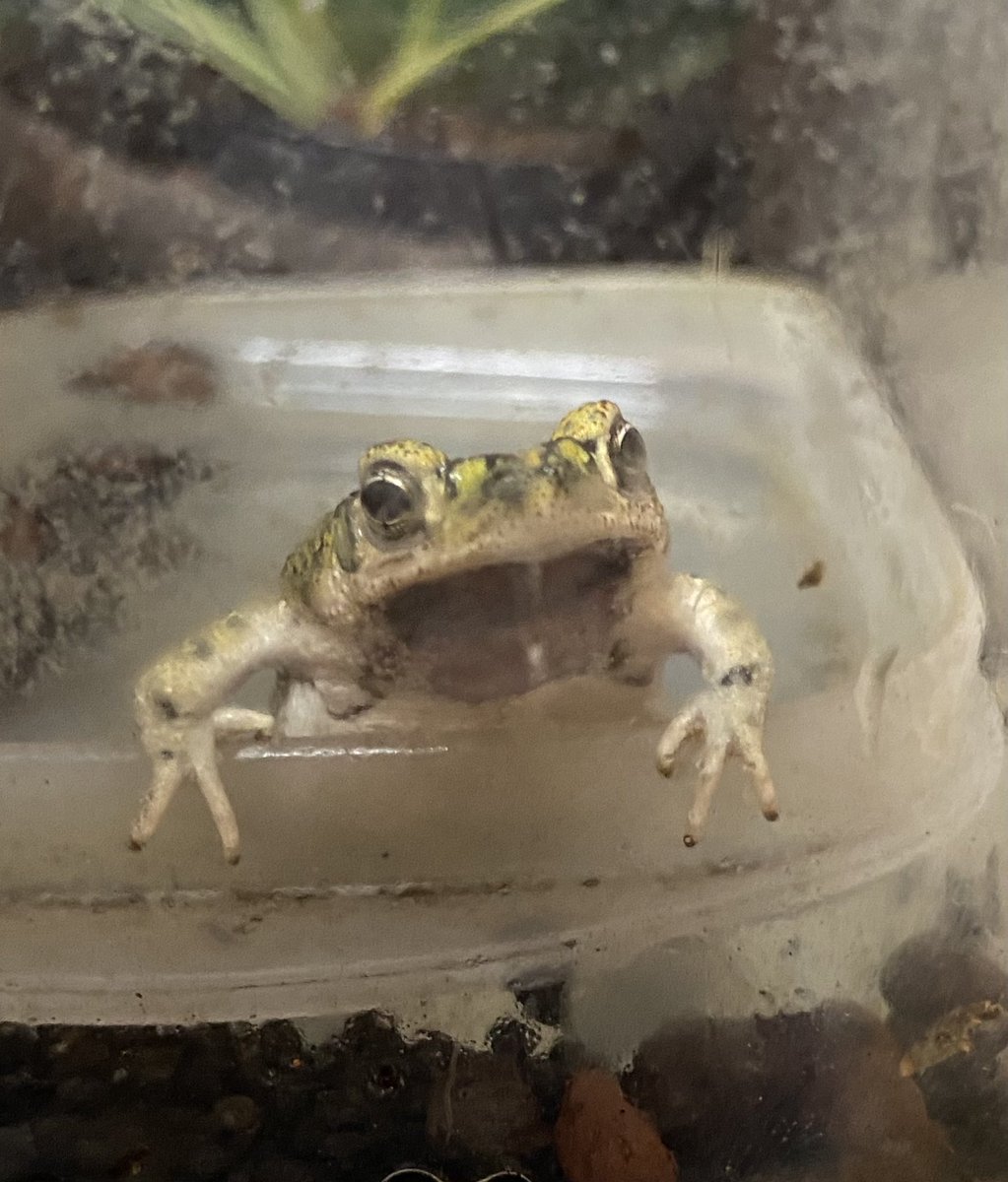 土斑猫 tweet media