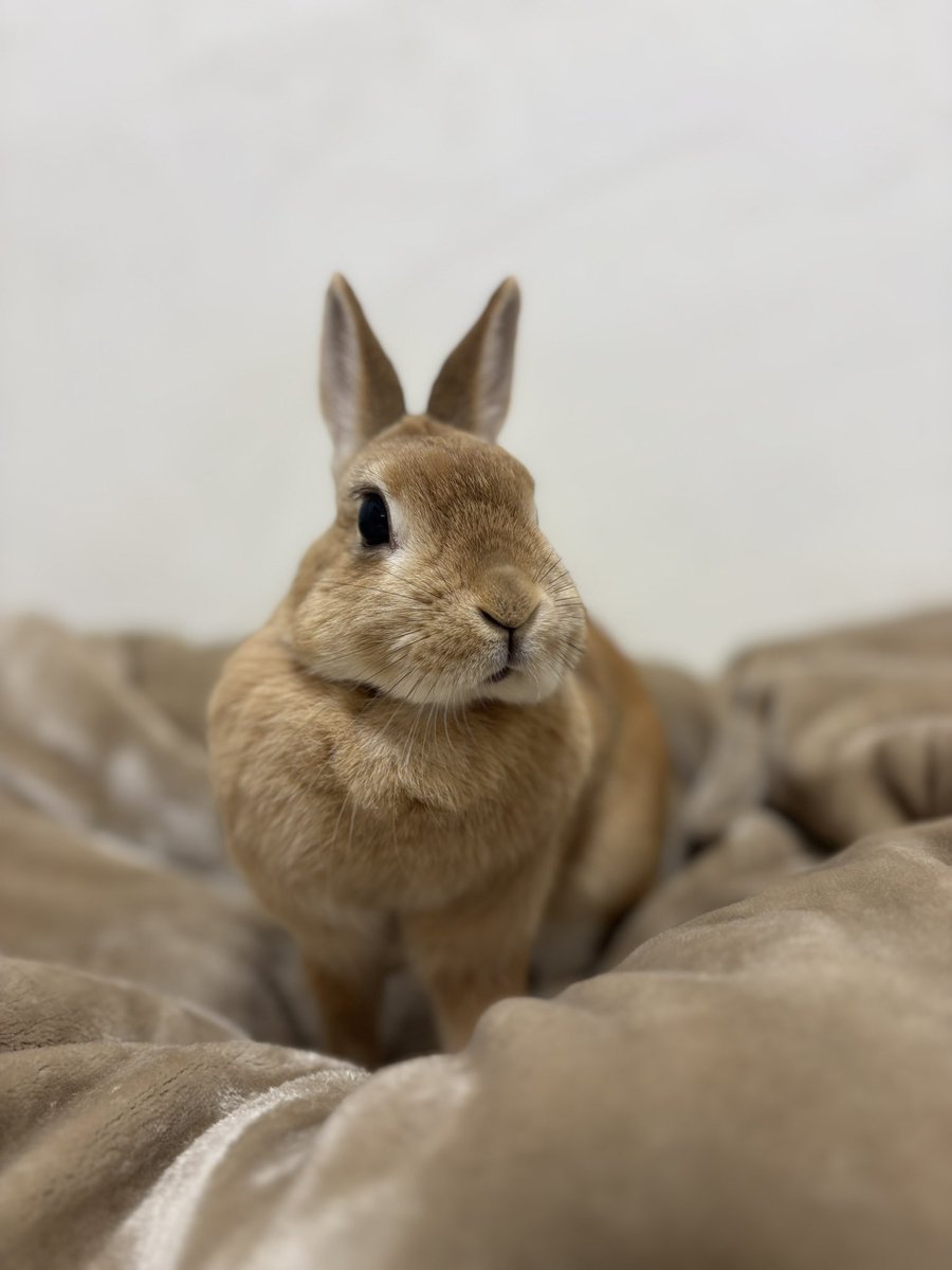 ごま🐰(飼い主:あるじ) tweet media