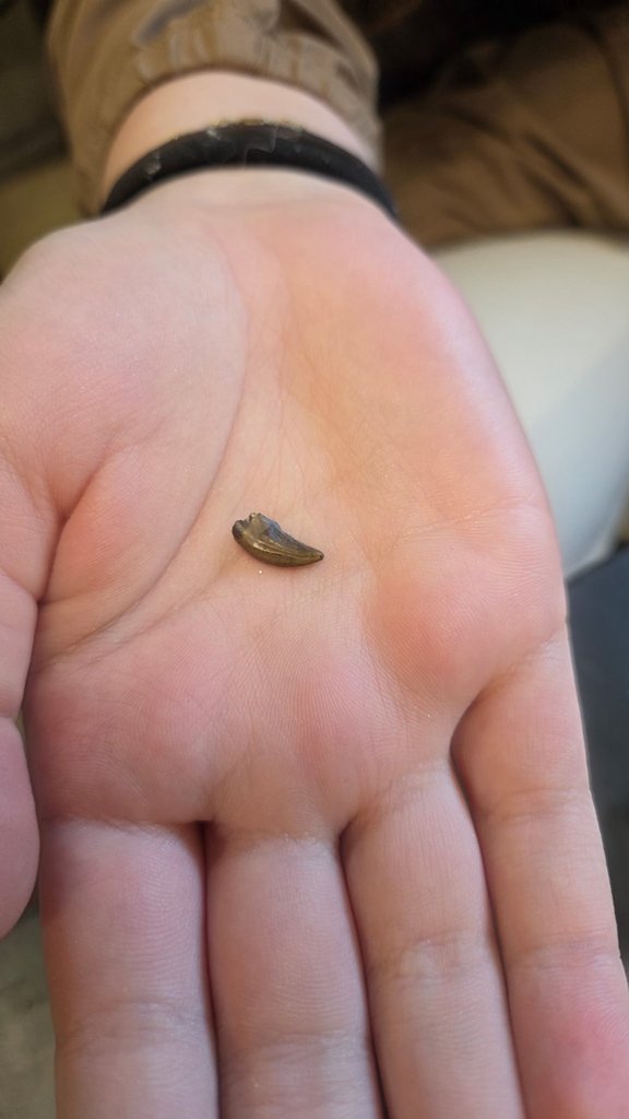 Geoffrey Youngberg tweet media