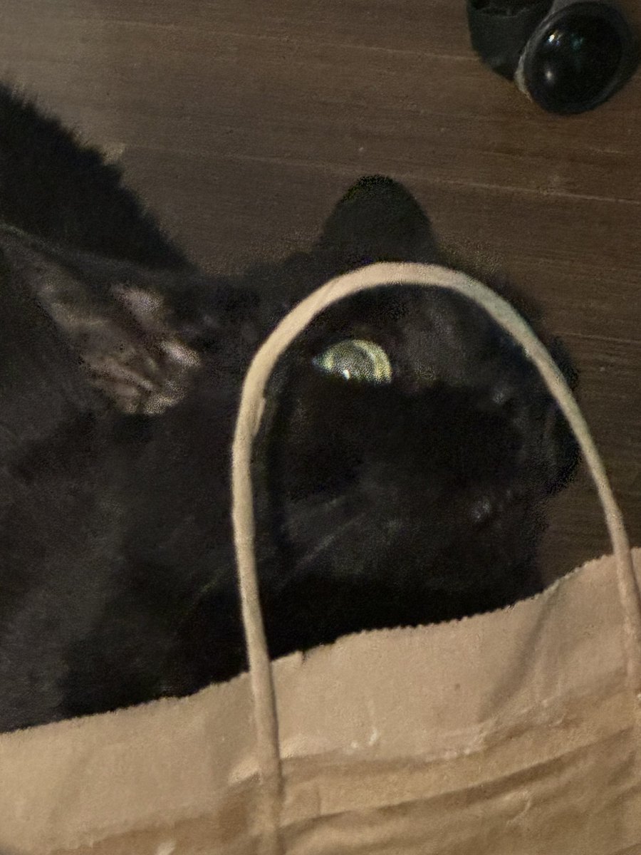 🧀Vanora🐸 tweet media