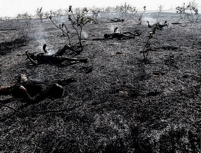 Defense News Nigeria tweet media