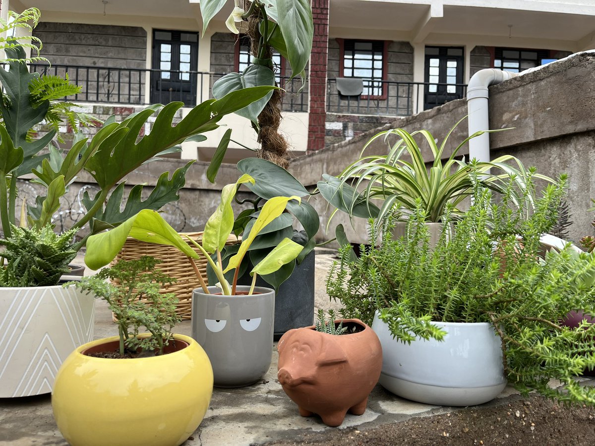 She_Saitama tweet media