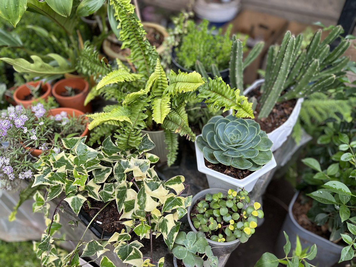 She_Saitama tweet media