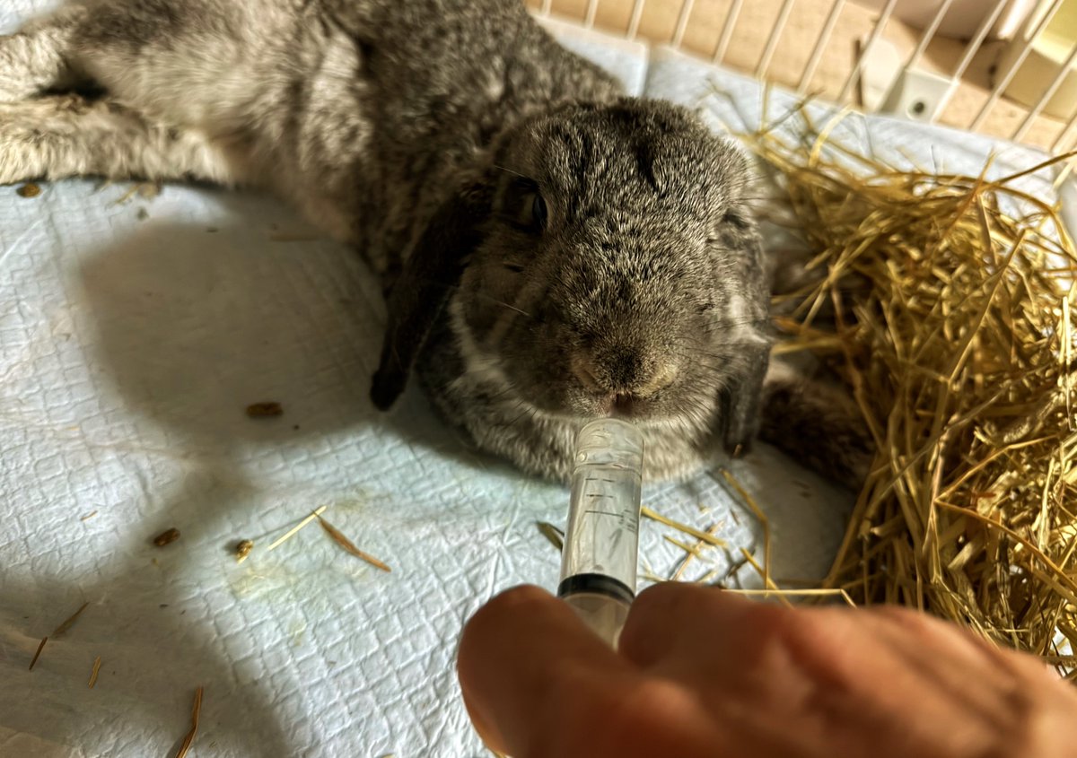 ぷんく tweet media