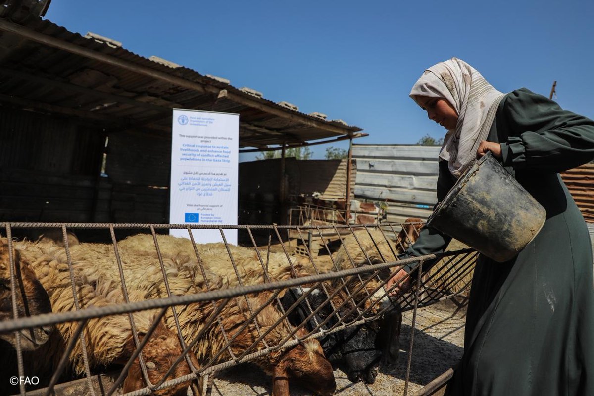 FAO in Emergencies tweet media