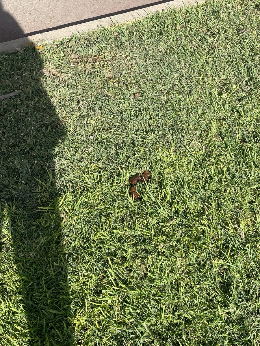 Niimaa ✭ tweet media