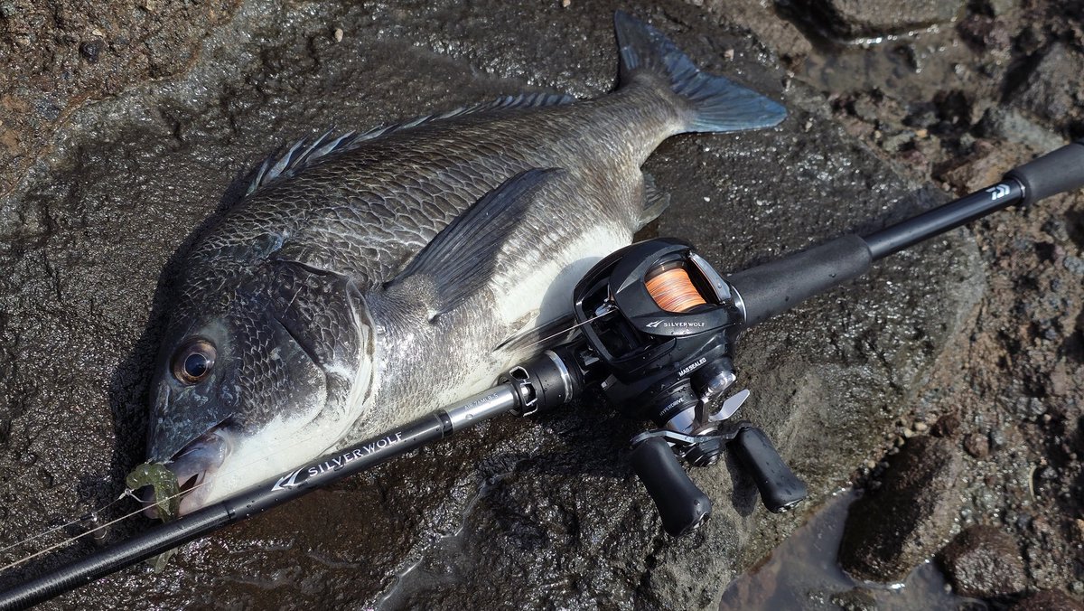 ウルフマン (つりだん！) tweet media