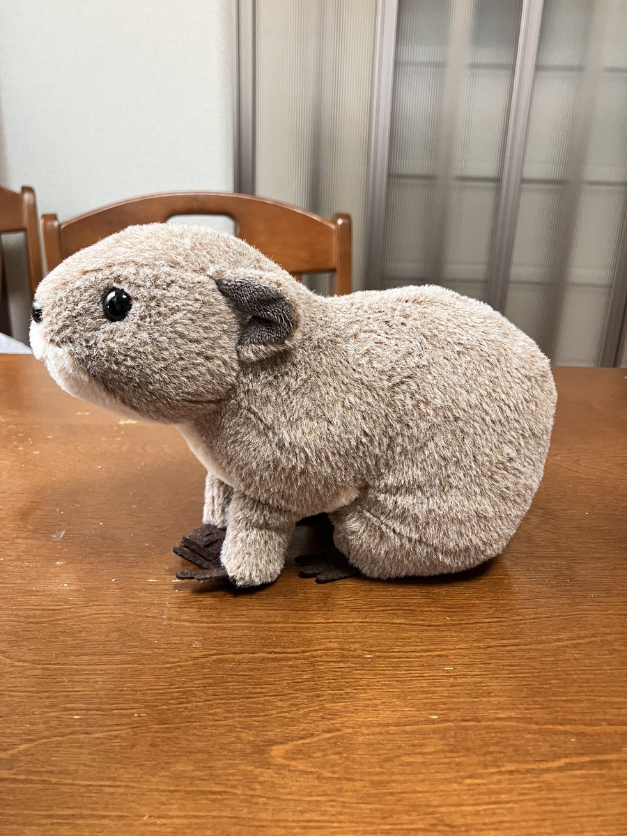 for_you_usg's tweet photo. イワダヌキ目ハイラックス科ケープハイラックス https://t.co/hibkRA43GJ