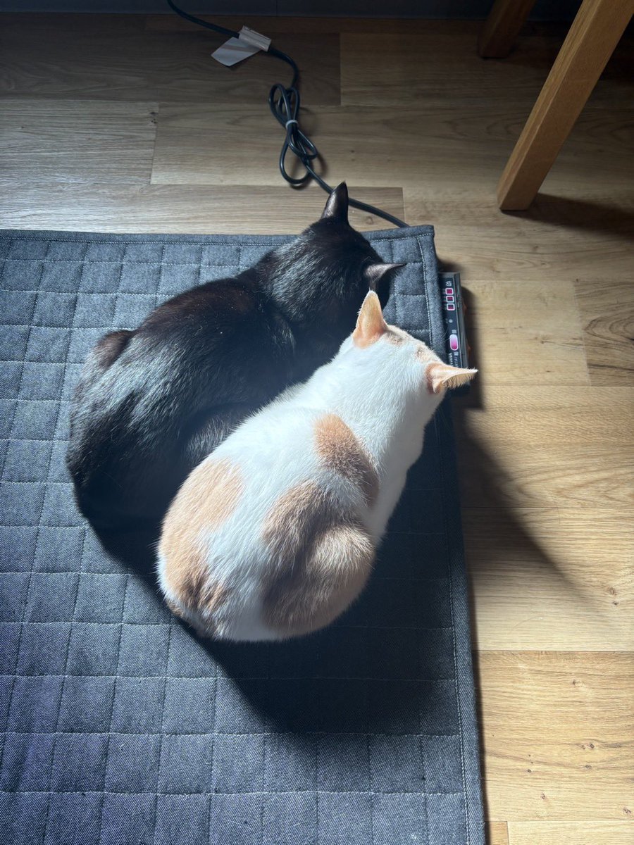 本田剛文(BOYSANDMEN) tweet media