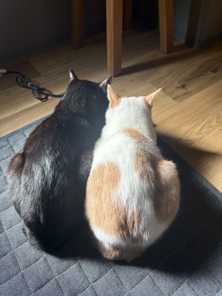 本田剛文(BOYSANDMEN) tweet media