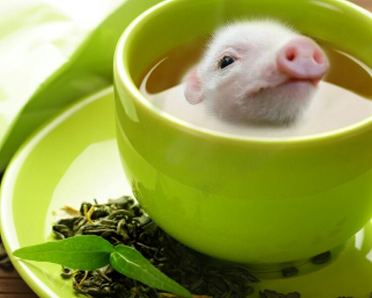 michelle tweet media