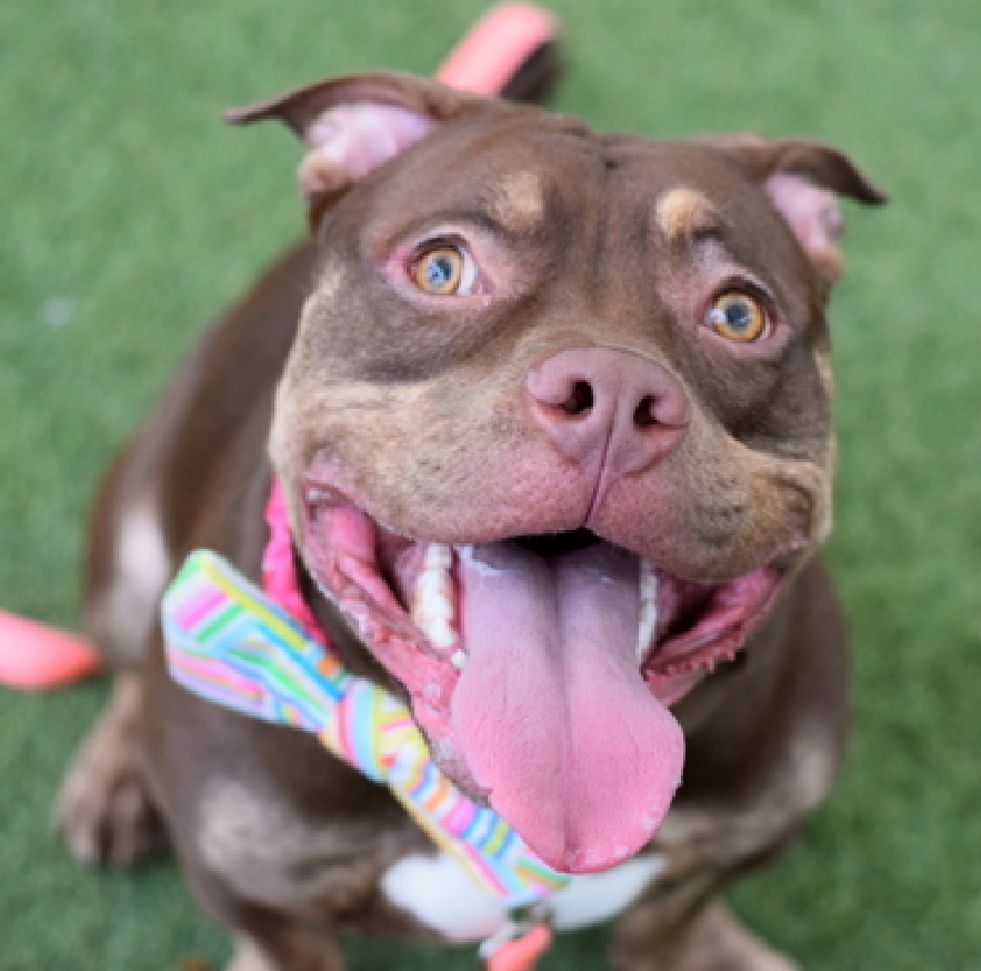 NMBewitched's tweet image. Yuro😍
#NewDogontheBlock 
nycacc.app/#/browse/249827 
#AdoptMe 

ACC says Yuro can be shy🤔
But he sits in the 2nd cage to the left on the #AdoptionFloor 
So this stray boy knows how to shine✨

Simply adorable
Let's get him home