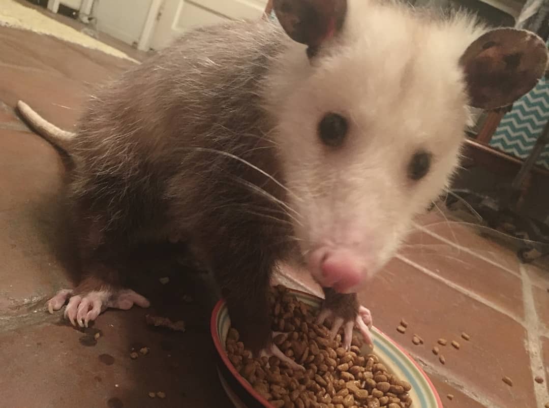 Possumeveryhour.io tweet media