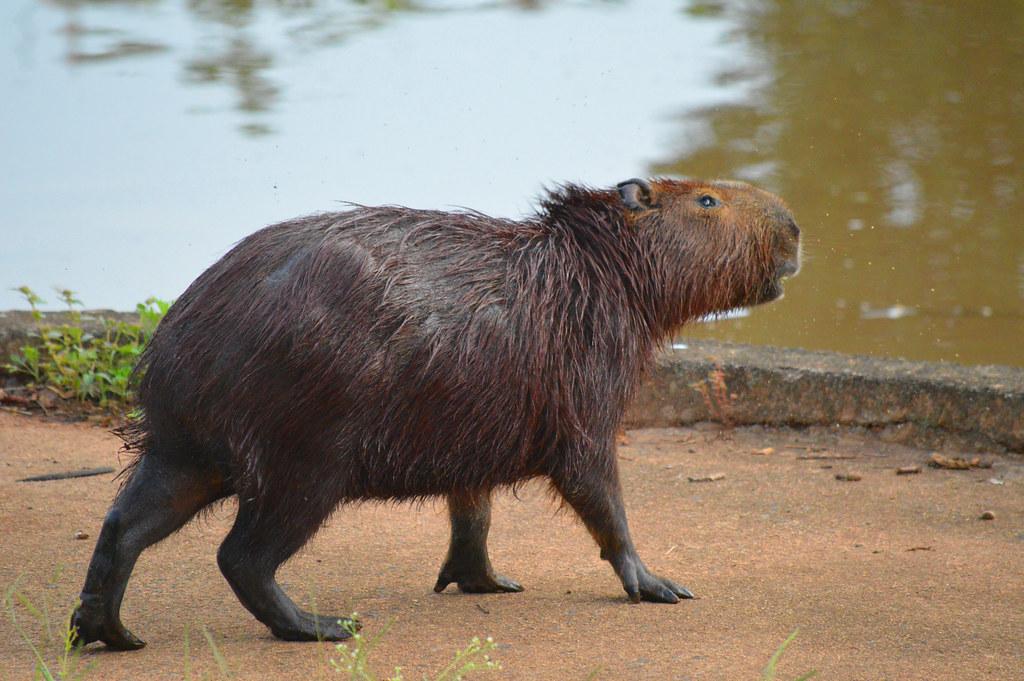 CapybaraHourly's tweet photo. https://t.co/ckCL0EavnG
