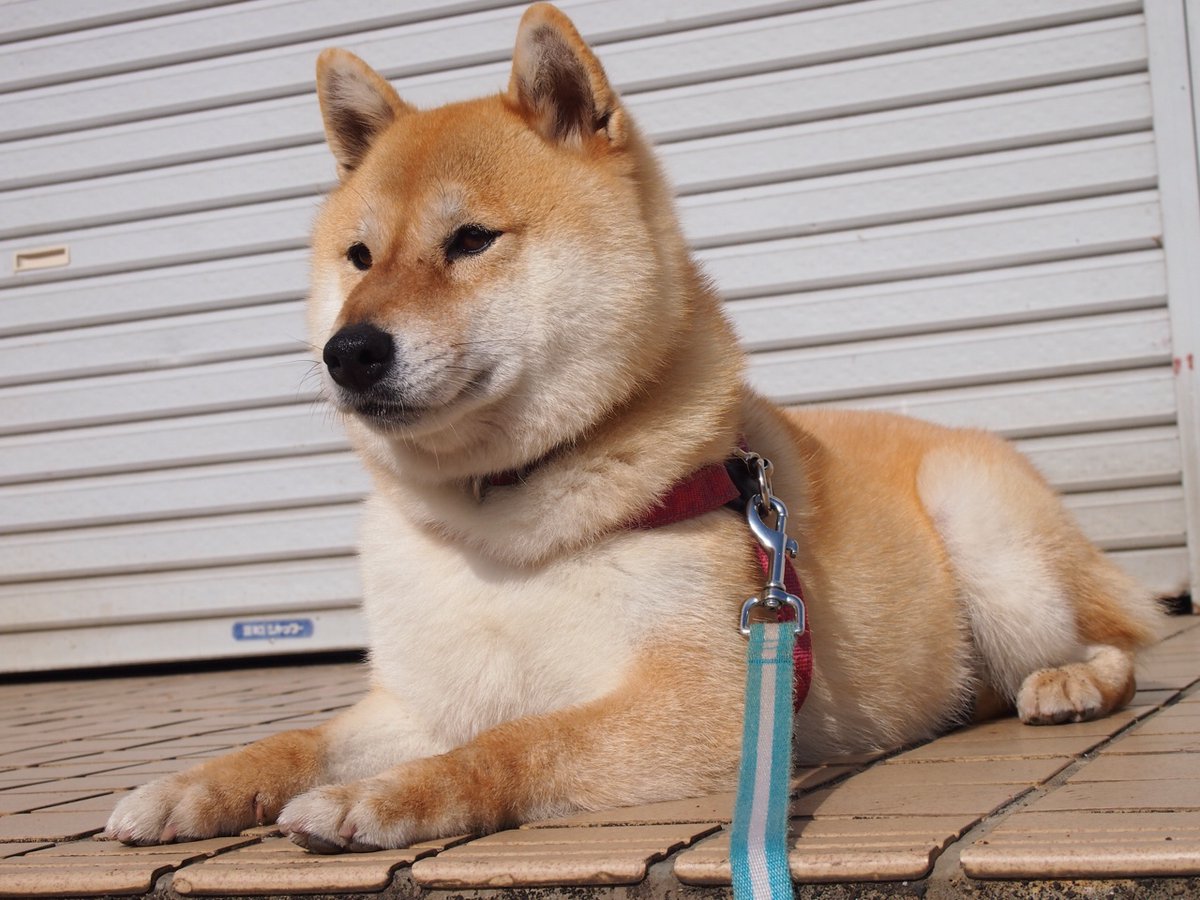 Shiba Every Hour tweet media