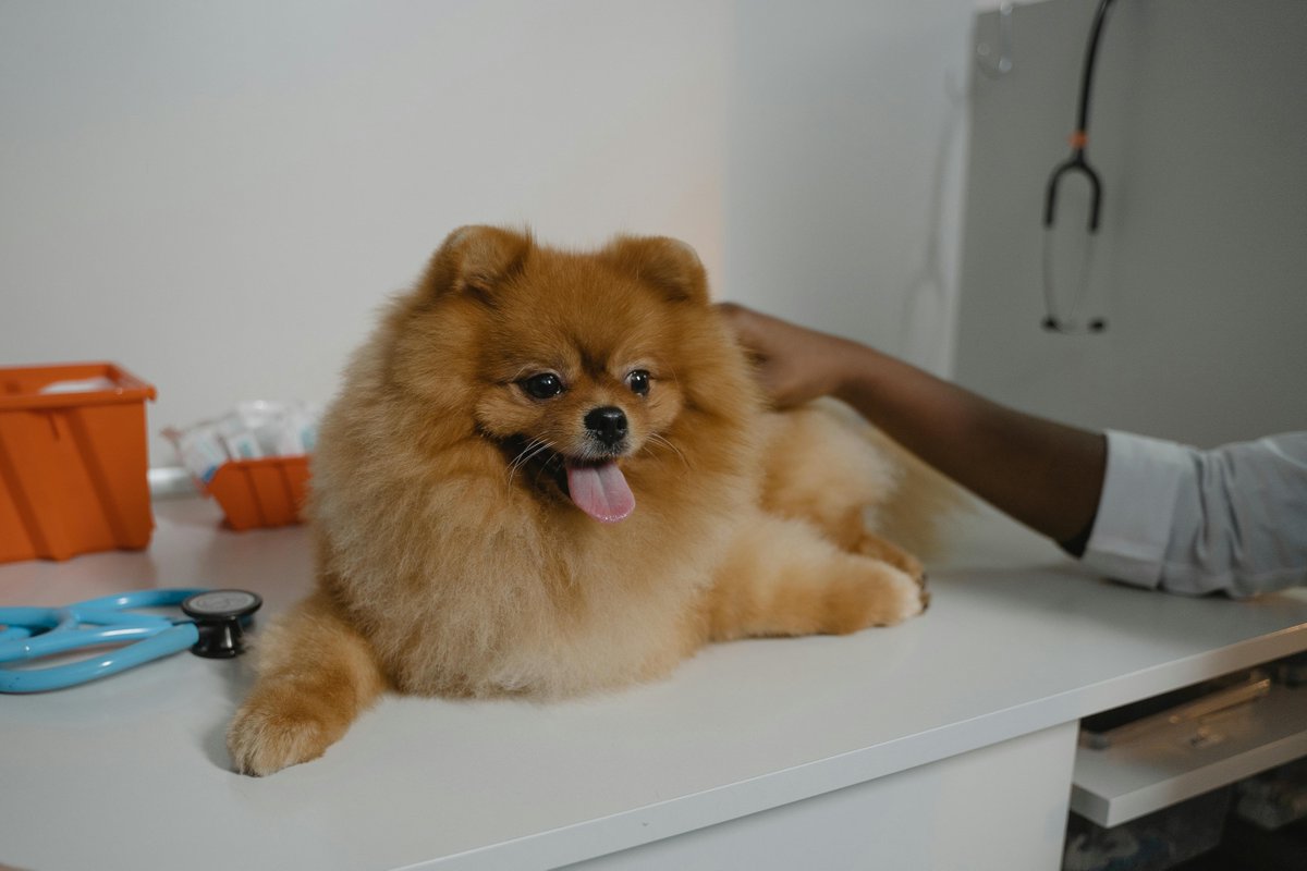 Animals_MDPI's tweet photo. 🐕 Better pain control for dogs after surgery
This study shows that multimodal analgesia improves postoperative pain management in small-breed dogs undergoing orthopedic procedures.
🔗 https://t.co/KrwO3ALcPh
#VeterinaryScience #DogResearch https://t.co/hFucy7pLQ5