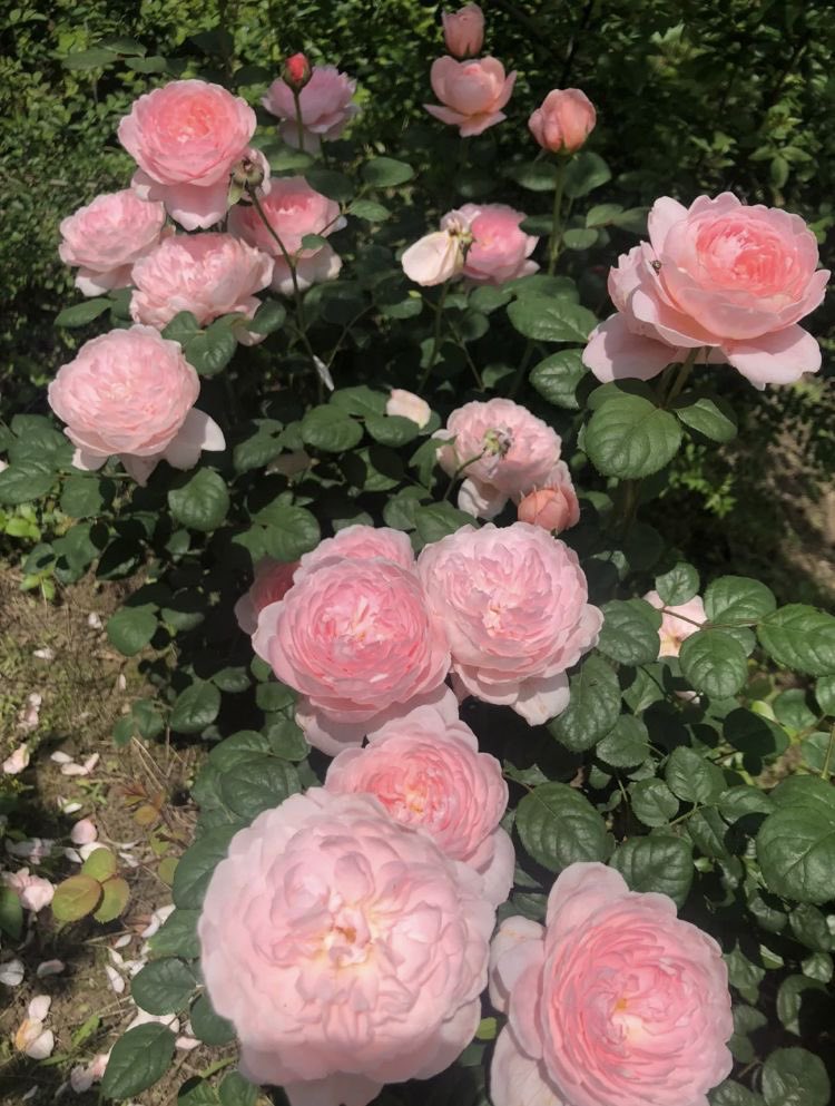 𖥨᩠ׄ݁.ི𒂭۪۪۪۪᳝۟ tweet media