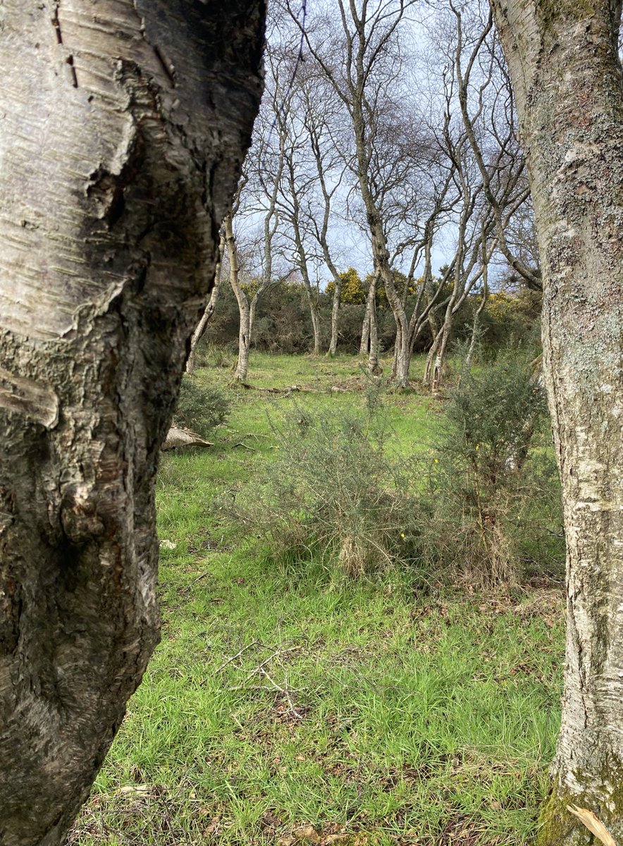 Ailish Sinclair tweet media