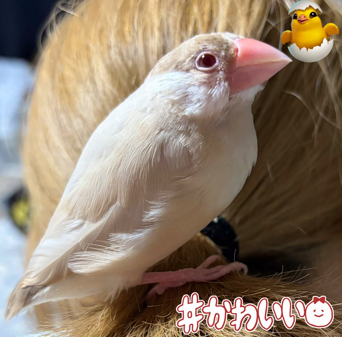 しおんさん tweet media