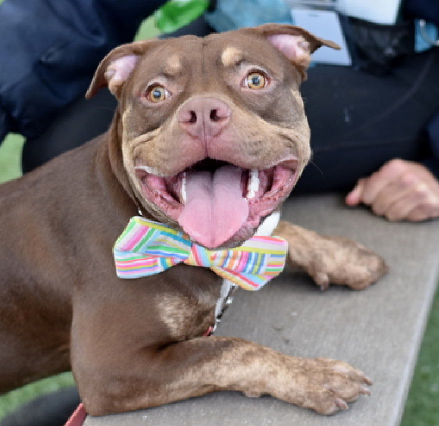 NMBewitched's tweet image. Yuro😍
#NewDogontheBlock 
nycacc.app/#/browse/249827 
#AdoptMe 

ACC says Yuro can be shy🤔
But he sits in the 2nd cage to the left on the #AdoptionFloor 
So this stray boy knows how to shine✨

Simply adorable
Let's get him home