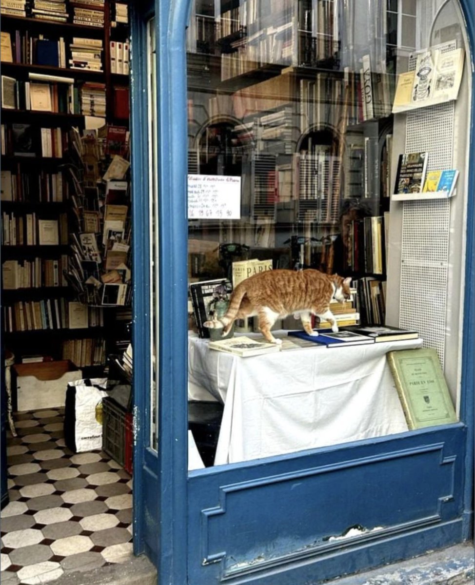 Sophia Proneikos tweet media