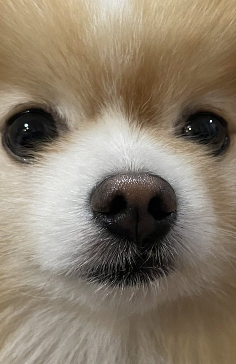 ぽてと@ポメラニアン tweet media